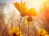 Flowers at sunrise
