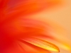 Orange red daisy