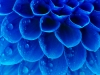 Abstract petals