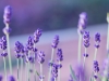 Lavender field