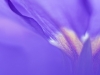Abstract of purple primula
