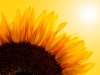 Close-up of sunflower