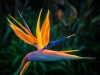 Paradise flower