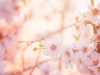 Blooming tree