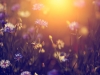 Wild flowers