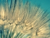 Macro shot of dandelion