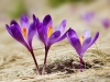 Crocuses, the first flowers