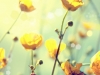 Buttercup
