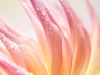 Close-up of dahlia flower