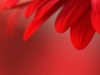 Red petals