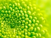 Green flower