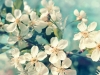 Cherry blossoms