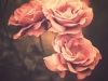 Pink roses