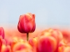 Pink tulip
