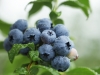 Blueberries