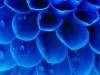 Abstract petals