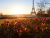 Flowers in sunrise