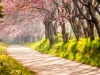Beautiful cherry blossom