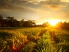 Sunset over rice field