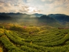 Tea plantations
