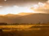 Flock of sheep at sunset