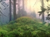 Wild Forests of the Carpathians