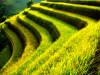 Terraced rice fields