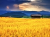 Golden rice field