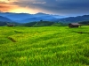 Fresh terrace rice field