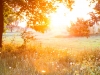 Forest glade