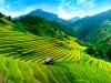 Rice fields