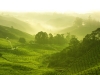Tea plantation in morning view