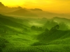 Tea plantation landscape