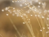 Fresh morning dew