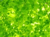 Green leaves