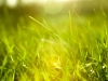 Grass