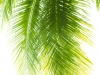 Coconut leaves