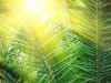 Sun over green palm leaves