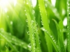 Dew
