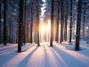 Sunset in the woods