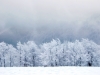 Trees in the winter