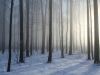 Deciduous forest