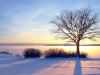 Winter sea sunset and tree in Finland