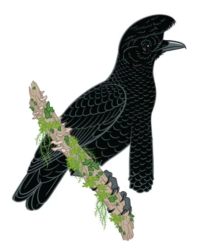 Long-wattled Umbrellabird (Cephalopterus penduliger)
“The Long-wattled Umbrellabird inhabits…