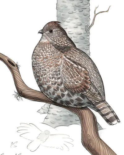 Ruffed grouse, aka partridge, aka mountain pheasant, aka wood chicken, aka pine hen, aka the drummer…