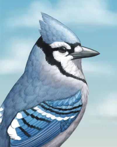 Blue Jay (Cyanocitta cristata)