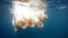 GoPro: Polar Bears - The Quest for Sea Ice