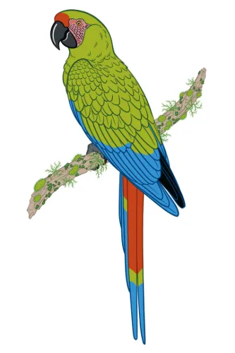 It’s not often I get a chance to draw some fun tropical birds.  Huge thanks to National Audubon for…