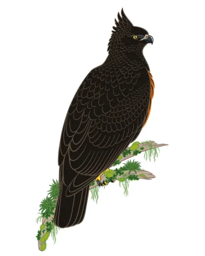 Black-and-chestnut Eagle (Spizaetus isidori)
Another Latin American bird for Audubon Magazine! …