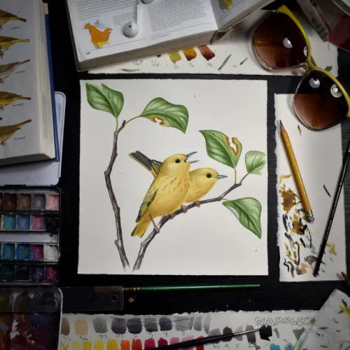 Northern Yellow Warbler (Setophaga petechia)
